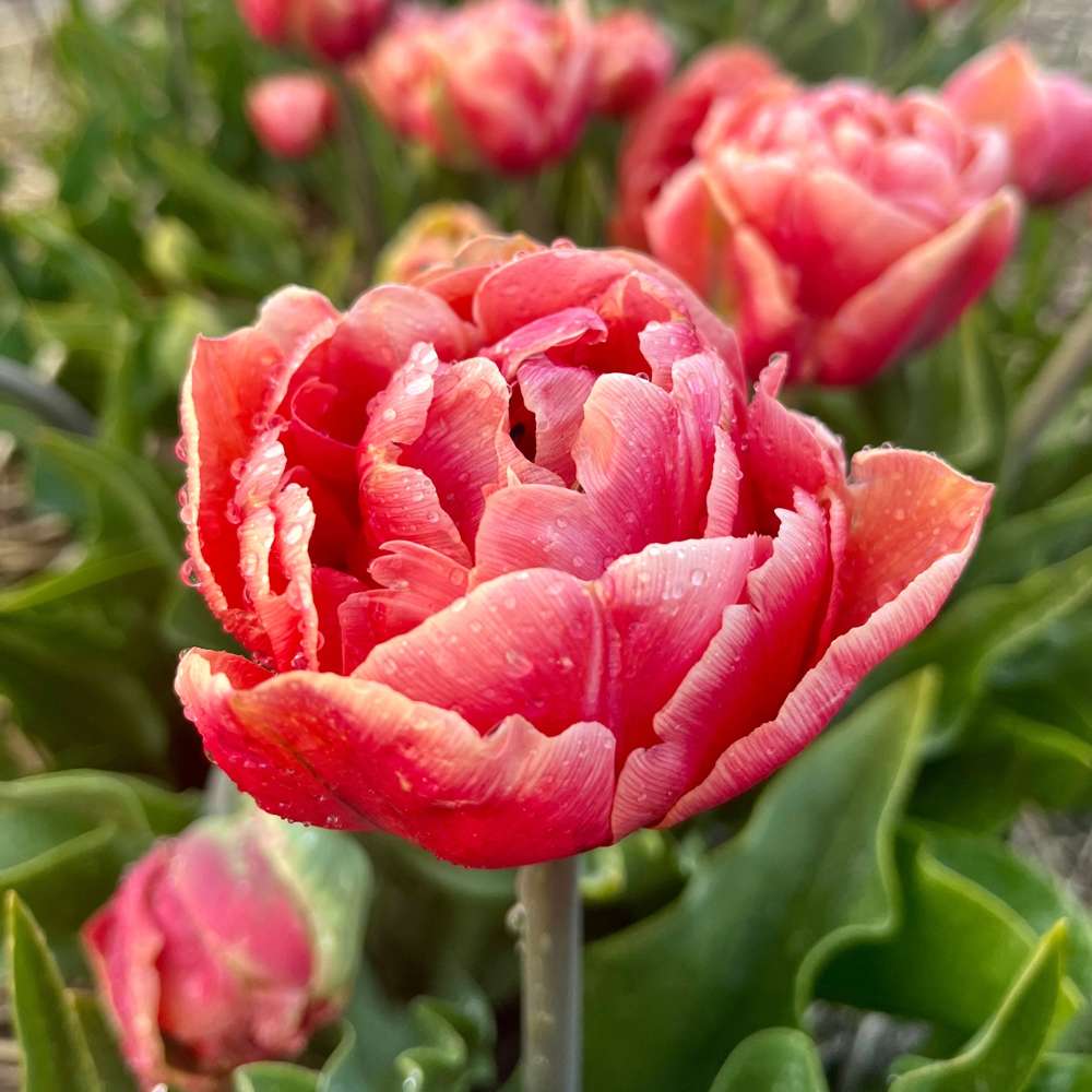 Tulipan 'Copper Image'